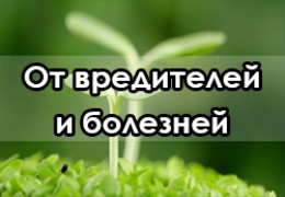 От вредителей и болезней