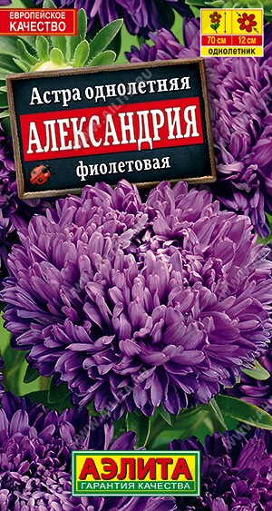 Астра Александрия фиолетовая Ц (Аэлита)