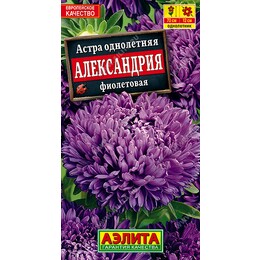 Астра Александрия фиолетовая Ц (Аэлита)