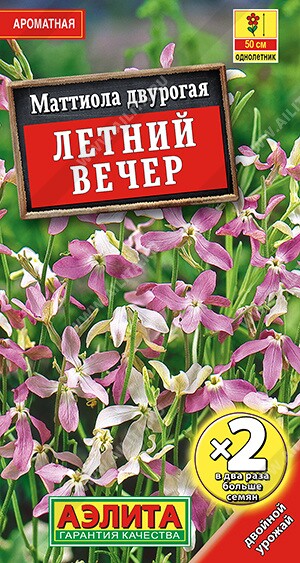 Маттиола Летний вечер Ц (Аэлита)