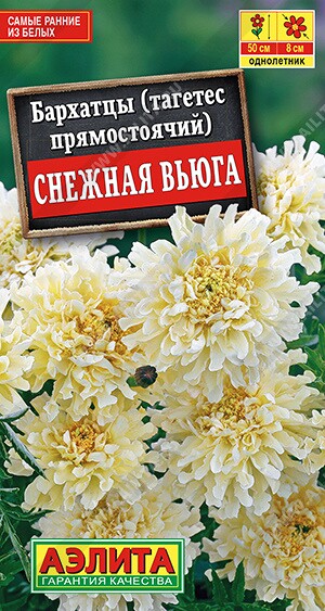 Бархатцы Снежная вьюга Ц (Аэлита)